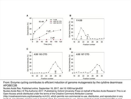 Figure 1. A3B NTD mediates enzyme activity and oligomerization