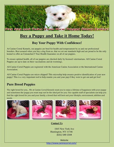 Buy a Puppy and Take it Home Today!