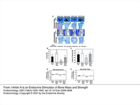 From: Inhibin A Is an Endocrine Stimulator of Bone Mass and Strength