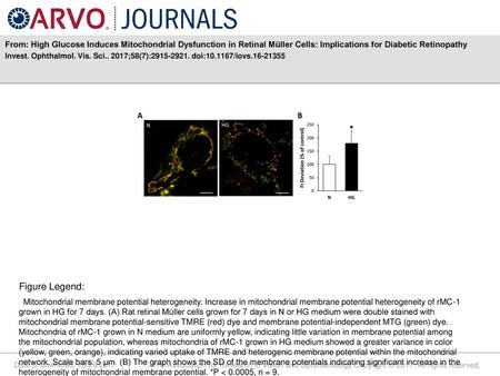 From: High Glucose Induces Mitochondrial Dysfunction in Retinal Müller Cells: Implications for Diabetic Retinopathy Invest. Ophthalmol. Vis. Sci.. 2017;58(7):2915-2921.