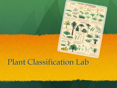 Plant Classification Lab