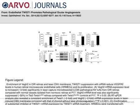 From: Endothelial TWIST1 Promotes Pathological Ocular Angiogenesis