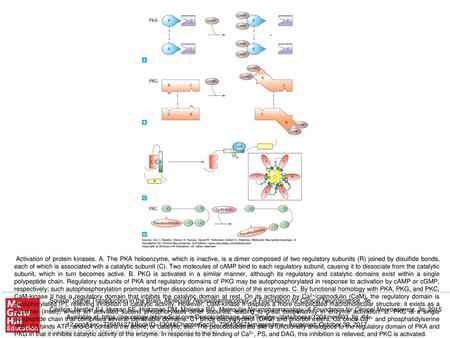 Activation of protein kinases. A