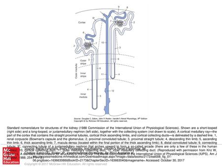 Standard nomenclature for structures of the kidney (1988 Commission of the International Union of Physiological Sciences). Shown are a short-looped (right.