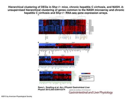 Hierarchical clustering of DEGs in Shp−/− mice, chronic hepatitis C cirrhosis, and NASH. A: unsupervised hierarchical clustering of genes common to the.