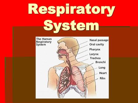 Respiratory System.