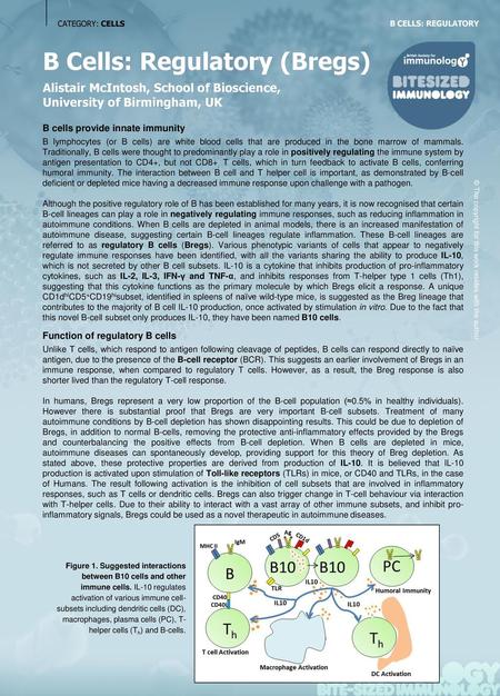 B Cells: Regulatory (Bregs)