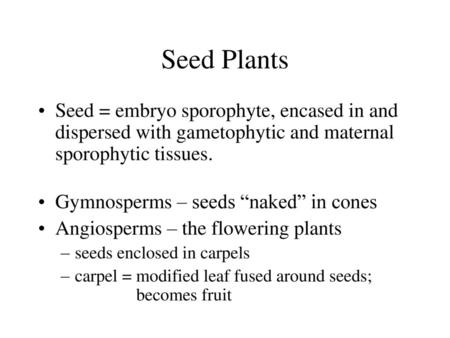 Seed Plants Seed = embryo sporophyte, encased in and dispersed with gametophytic and maternal sporophytic tissues. Gymnosperms – seeds “naked” in cones.