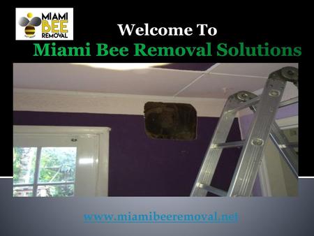 Miami Bee Removal Solutions