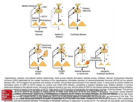 Hypothalamic, pituitary, and adrenal cortical relationships