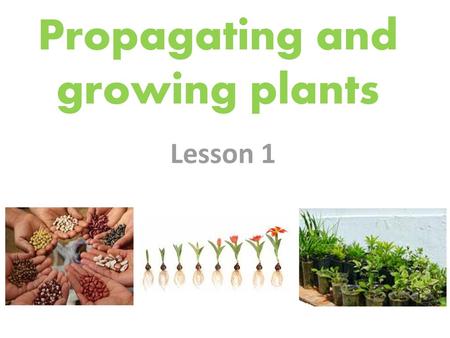 Propagating and growing plants