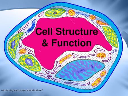 Cell Structure & Function