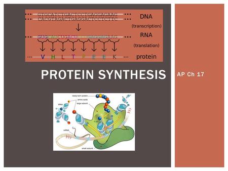 Protein Synthesis AP Ch 17.