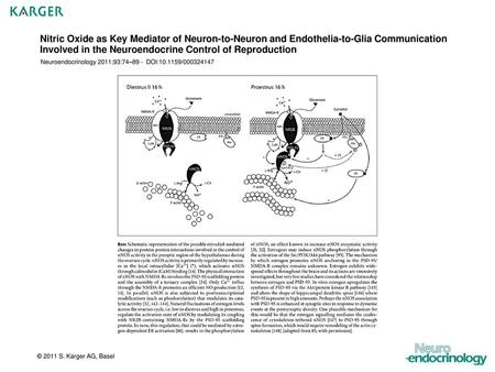 Nitric Oxide as Key Mediator of Neuron-to-Neuron and Endothelia-to-Glia Communication Involved in the Neuroendocrine Control of Reproduction Neuroendocrinology.