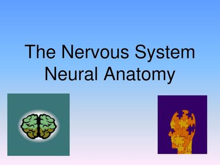 The Nervous System Neural Anatomy