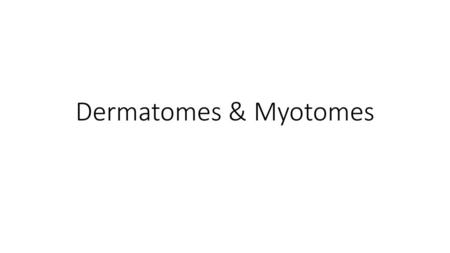 Dermatomes & Myotomes.