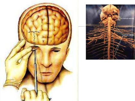 Diencephalon Brain Stem Cerebellum