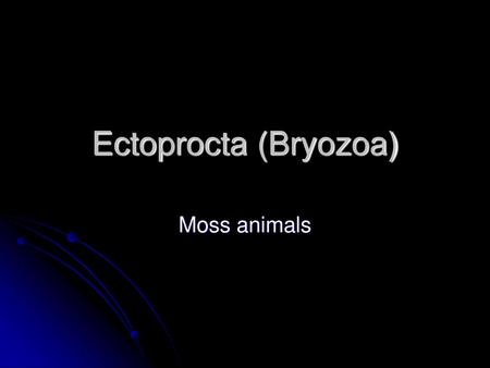 Ectoprocta (Bryozoa) Moss animals.