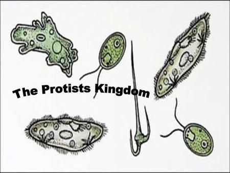 The Protists Kingdom.