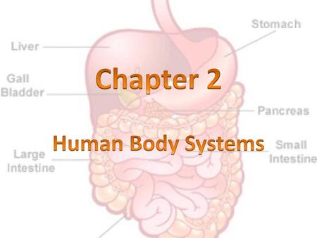 Chapter 2 Human Body Systems.