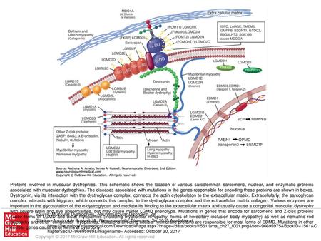 Proteins involved in muscular dystrophies