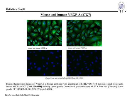 Mouse anti-human VEGF-A (#7G7)