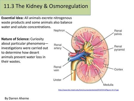 Osmosis recap 1.4U1 and 9.1U U1 Animals are either osmoregulators or osmoconformers. Osmolarity means how much solutes are dissolved in a.