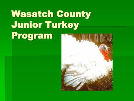 Wasatch County Junior Turkey Program