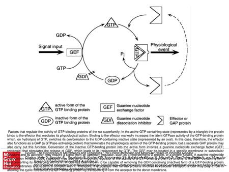 Factors that regulate the activity of GTP-binding proteins of the ras superfamily. In the active GTP-containing state (represented by a triangle) the protein.