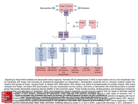 Signaling by Keap1/Nrf2 mediates the electrophile stress response