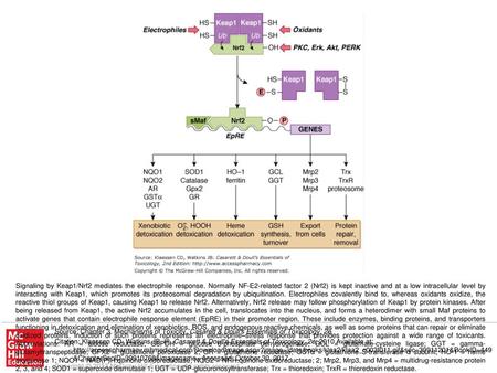 Signaling by Keap1/Nrf2 mediates the electrophile response