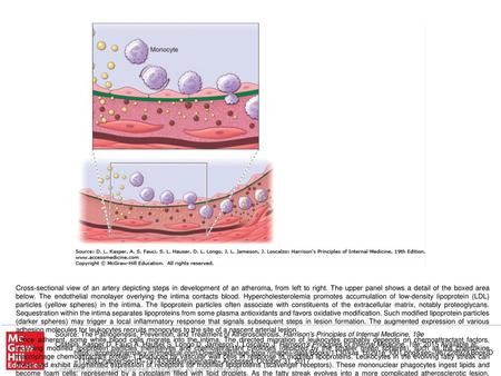 Once adherent, some white blood cells migrate into the intima