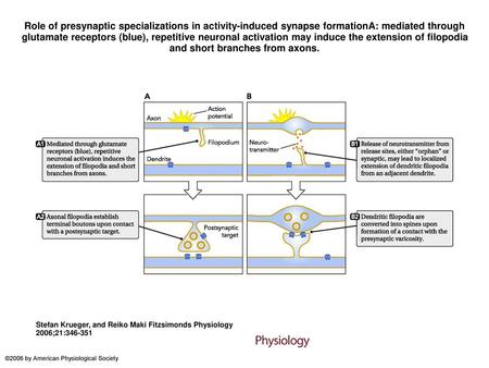 Role of presynaptic specializations in activity-induced synapse formationA: mediated through glutamate receptors (blue), repetitive neuronal activation.