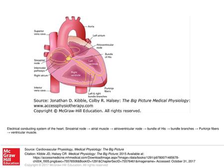 Electrical conducting system of the heart