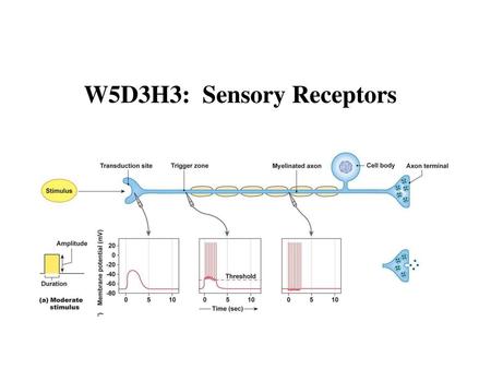 W5D3H3: Sensory Receptors