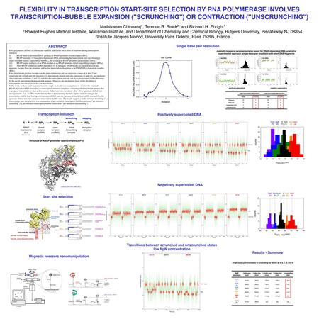 Transitions between scrunched and unscrunched states low NpN concentration FLEXIBILITY IN TRANSCRIPTION START-SITE SELECTION BY RNA POLYMERASE INVOLVES.