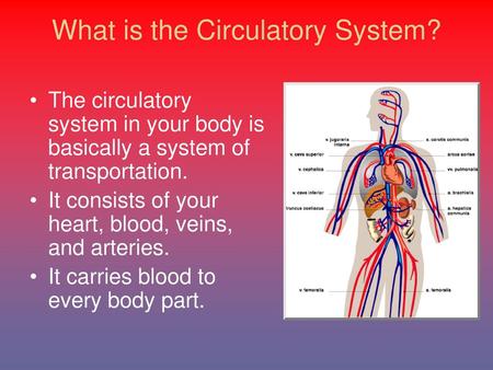 What is the Circulatory System?