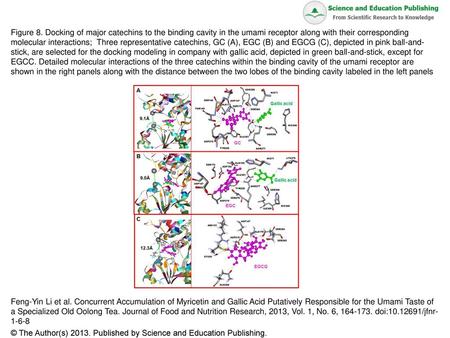 Figure 8. Docking of major catechins to the binding cavity in the umami receptor along with their corresponding molecular interactions; Three representative.