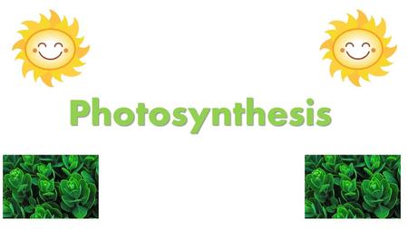 Photosynthesis.