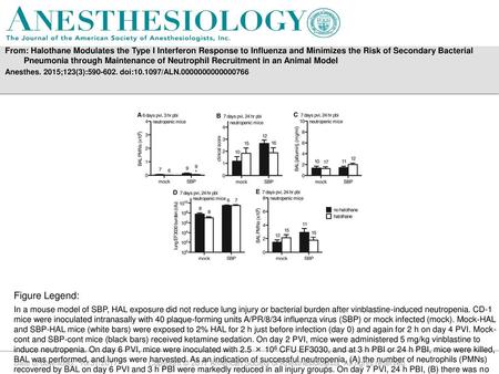 From: Halothane Modulates the Type I Interferon Response to Influenza and Minimizes the Risk of Secondary Bacterial Pneumonia through Maintenance of Neutrophil.