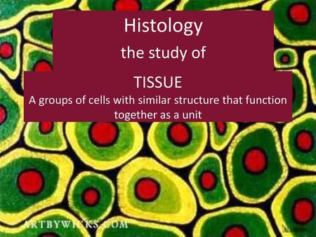 Histology the study of TISSUE A groups of cells with similar structure that function together as a unit.