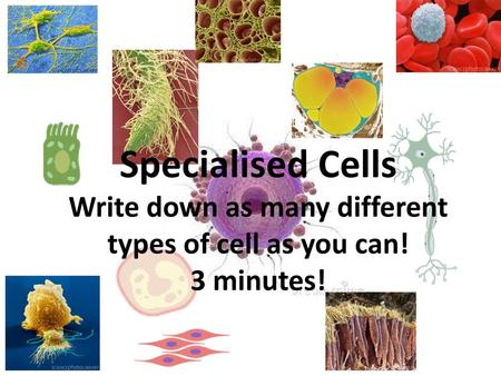 What are these? Ciliated epithelial cell 6 Animal cell