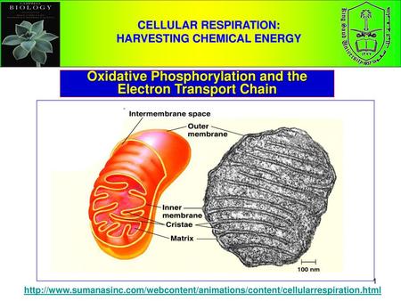 Oxidative Phosphorylation and the Electron Transport Chain