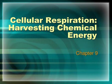 Cellular Respiration: Harvesting Chemical Energy