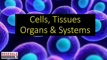 Cells, Tissues Organs & Systems