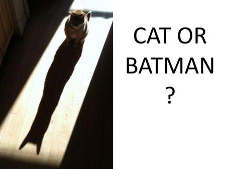 CAT OR BATMAN?.