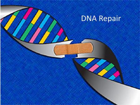 DNA Repair.