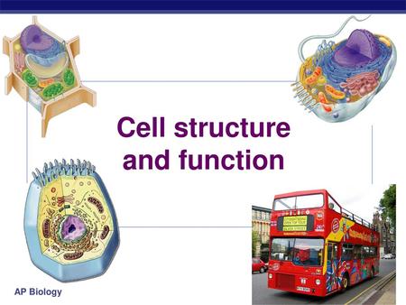 Cell structure and function