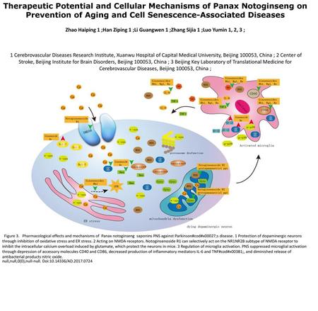 Therapeutic Potential and Cellular Mechanisms of Panax Notoginseng on Prevention of Aging and Cell Senescence-Associated Diseases Zhao Haiping 1 ;Han Ziping.