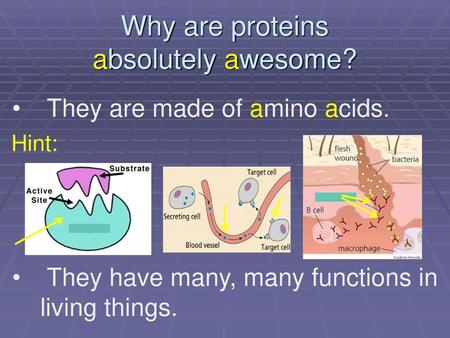 Why are proteins absolutely awesome?